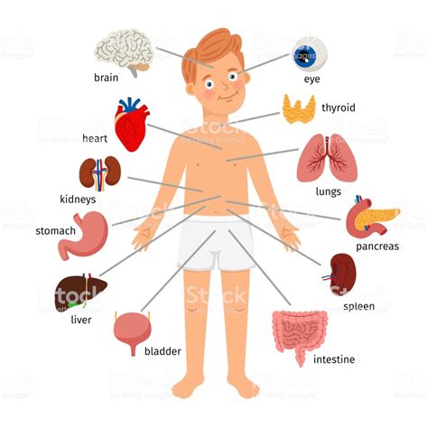 Benefits of using MAP Map Of Organs Of The Body